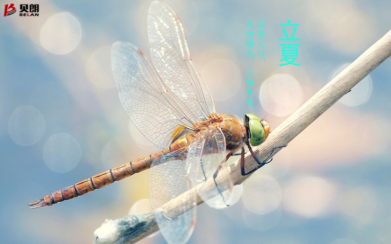 立夏啦！立夏啦！